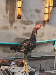 shamo chicks for sale