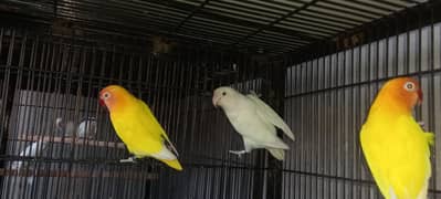 Lutino, Parblue, Blue fisher, Albino Mix Colour Love Birds