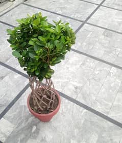 bonsai jelly plant for sale