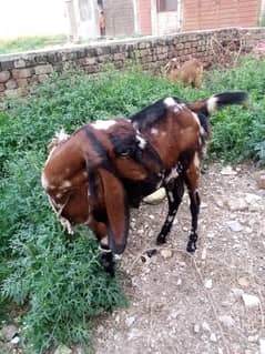 barkriya for sale urgent