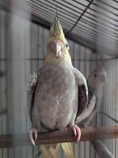 Two Pairs Of cocktail