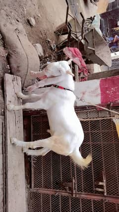 jori Hy dono male Hy white pure gulabi Hy cnt :03131136595