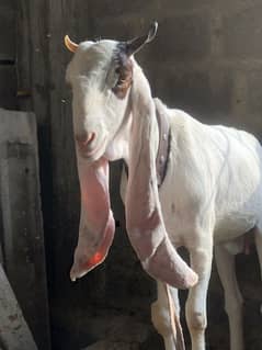 Gulabi Young Female