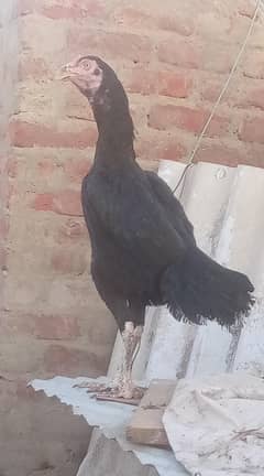 aseel murge