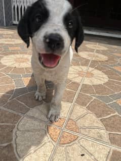 Cute little mix breed puppies