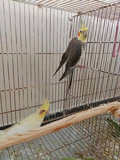 Cocktail Parrot Breeding Pair For Sale Price: 5500