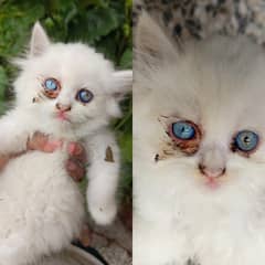 Persian 3 Coat Kittens Per Piece 18500