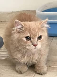 Persian Cat