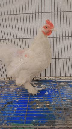 white buff egg laying hen