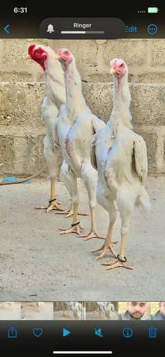 White shamo Available