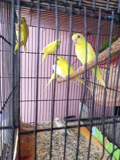 6 pieces red eyes with 6 pieces hens