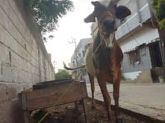 female cow for sale