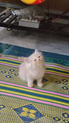 kitten available punch face triple cotted Home breed