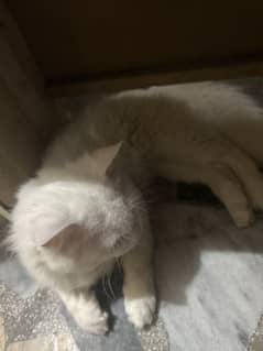 His name is daizzy