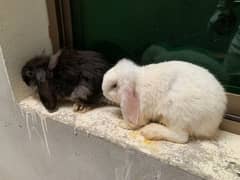 Holland loop Rabbits | Rabbits | خرگوش | Rabbits chicks