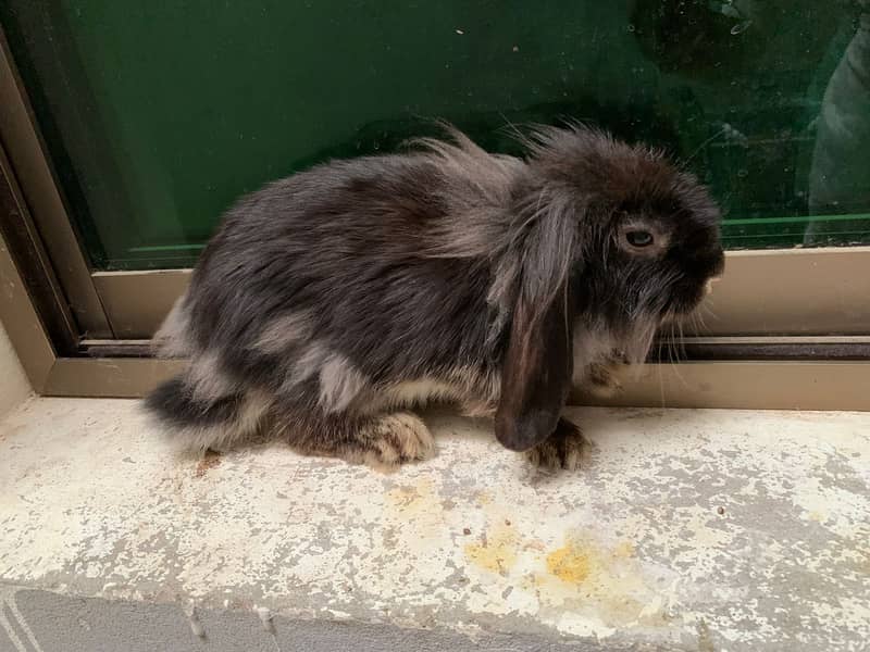 Holland loop Rabbits | Rabbits | خرگوش | Rabbits chicks 1