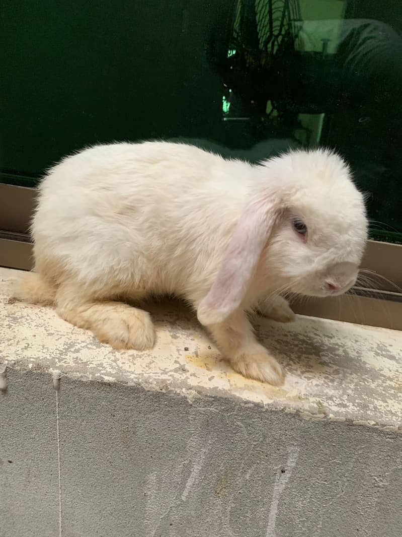 Holland loop Rabbits | Rabbits | خرگوش | Rabbits chicks 2