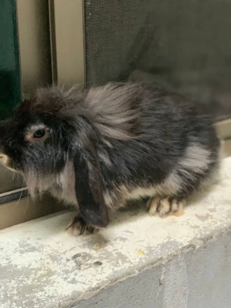 Holland loop Rabbits | Rabbits | خرگوش | Rabbits chicks 3