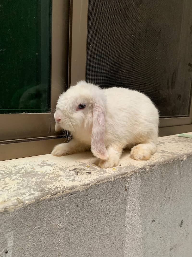 Holland loop Rabbits | Rabbits | خرگوش | Rabbits chicks 5