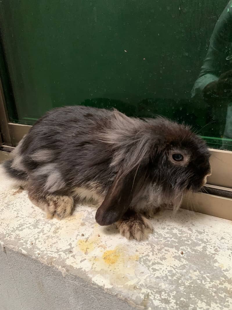 Holland loop Rabbits | Rabbits | خرگوش | Rabbits chicks 6