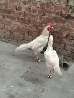 Heera