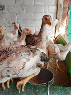Aseel shamo | Pair | شامو چوزے | Aseel | Hens | Shamo | Aseel FOR sale