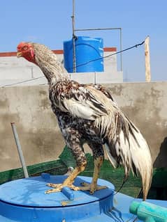Aseel shamo | Pair | شامو چوزے | Aseel | Hens | Shamo | Aseel FOR sale