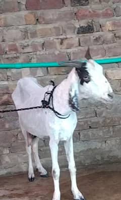 taprra bakri