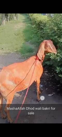 Bakri dhod wali cross kerwai thi ab pta ni gaban hoi k ni