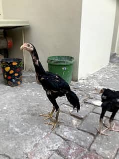 Black Shamo Pair