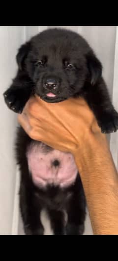 labra dog Male pup