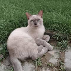 Neutered and Vaccinated Male Cat For Sale