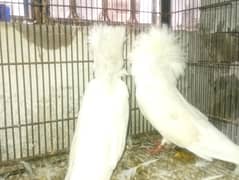 jacobin builder pairs   3  pairs available in chungi Amar sudhu Lahore