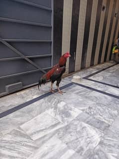 aseel cock and hen kids are also with them