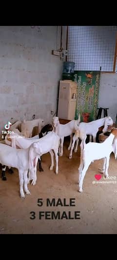 GULABI BAKRA BAKRI KIDS