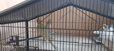 Cream Cocktail Pair for Sale