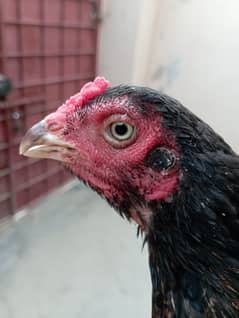 Aseel female