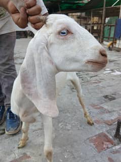dasi bakra available exclent quality