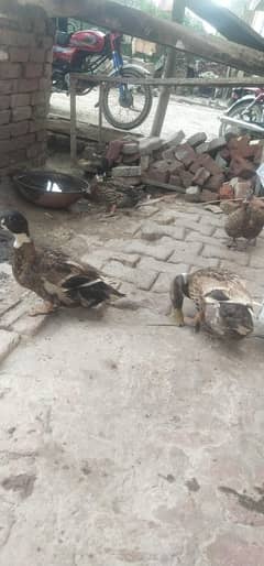 ducks