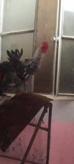Hen was a breeder