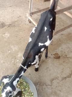 gotes for sale.