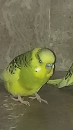 australian pair