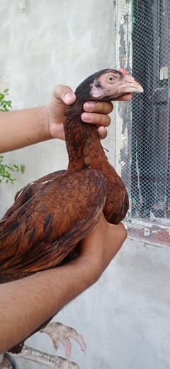 Aseel miawali Female