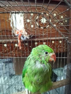 Green parrot availabl