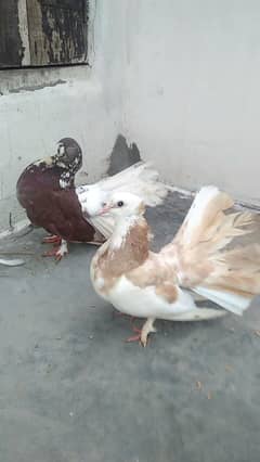 Breeder Pair 100%