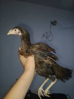 chicks