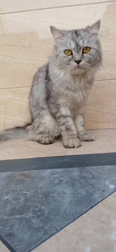 Persian Cat (14 month old)
