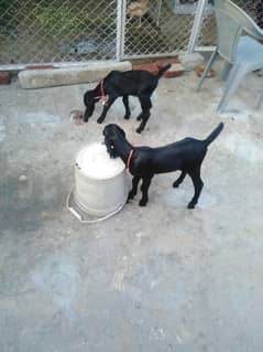 4 years bakri age or two female baby 12 days age