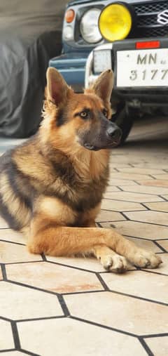 Pure alsession Dog (German Shephard)