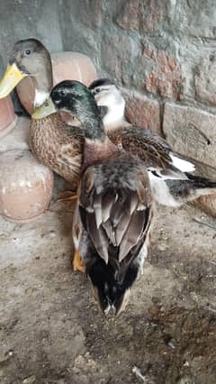 duck